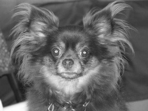 1990 Ford Bronco - A close-up of a long-haired dog with prominent ears and a collar.