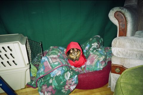 1990 Ford Bronco - A dog in a red hoodie sits on a blanket next to a dog crate and armchair.