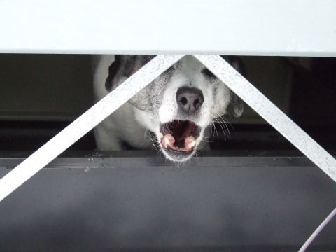 1990 Ford Bronco - A dog with its mouth open is visible through a barred opening.