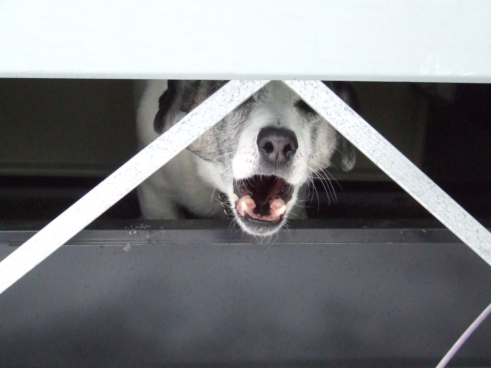 dog peeking through bars, mouth open