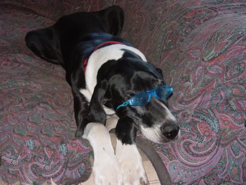 1986 Ford Bronco - A dog wearing blue sunglasses relaxes on a couch, with a watermark for SuperMotors.net visible.