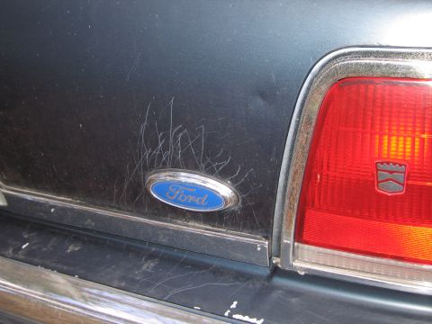 1991 Ford LTD Crown Victoria - The Ford emblem and taillight assembly are visible on the rear of the vehicle, showing significant scratches on the paint.