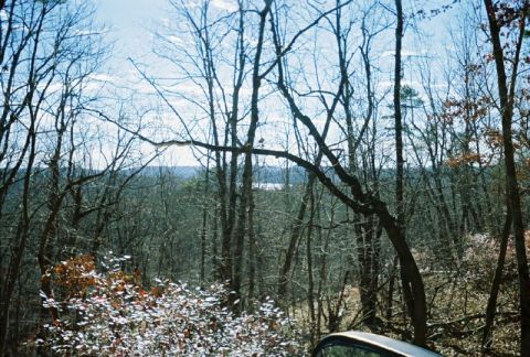 1993 Ford Bronco - A car is partially visible in a dense forest scene with a bright sky.