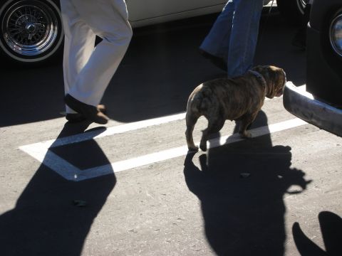 1992 Ford Crown Victoria - A brindle dog walks between two cars in a parking lot, casting long shadows.