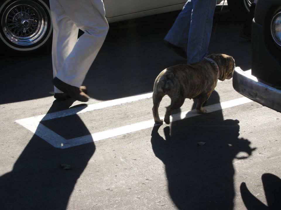 Dog walks past a white car and a dark car in a parking lot