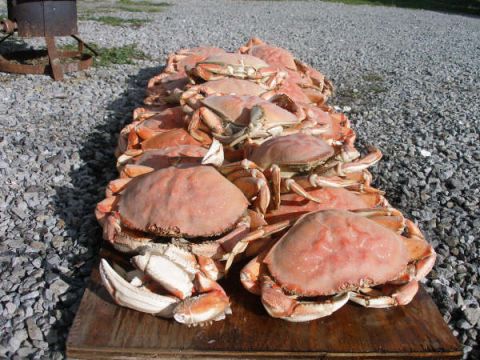 1993 Ford Bronco - A large catch of crabs is displayed on a wooden surface with a gravelly background.