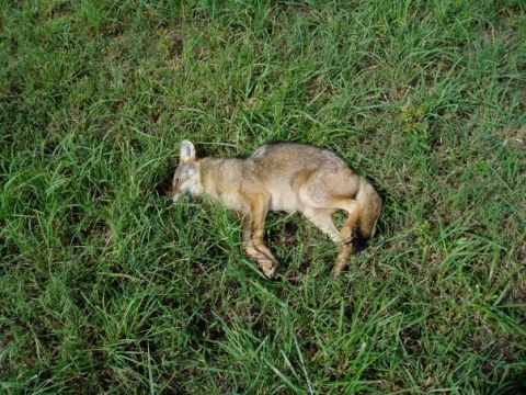 1995 Mercury Grand Marquis - A coyote lies deceased in a grassy field.