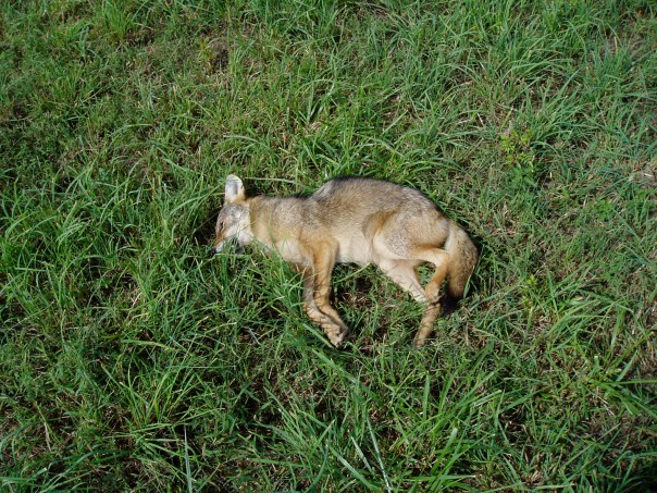 dead coyote lying in green grass