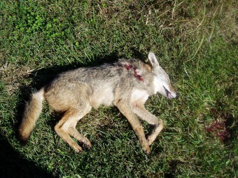 1995 Mercury Grand Marquis - A dead coyote lies on the grass, showing signs of injury.