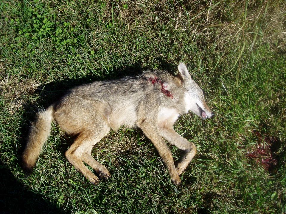 Dead coyote lying on grass with bloodstains