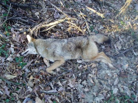 1995 Mercury Grand Marquis - A coyote lies deceased on the ground, surrounded by fallen leaves and twigs in a wooded area.