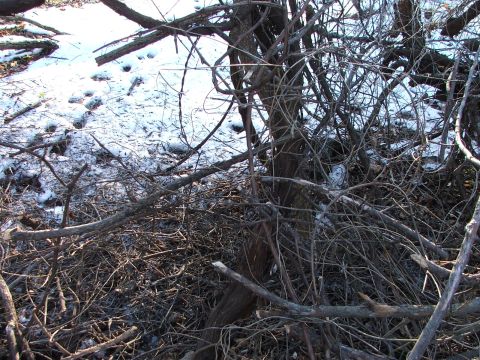 1990 Dodge Shadow - Winter scene with dense brush and snow on the ground.