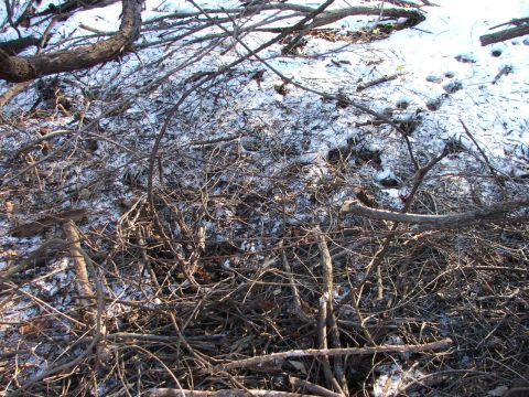 1990 Dodge Shadow - A dense pile of fallen branches and twigs covers the ground, with patches of snow visible.