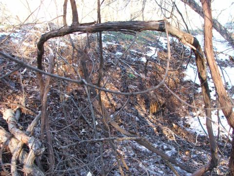 1990 Dodge Shadow - A dense, overgrown embankment with scattered snow and fallen leaves obscures any clear view of vehicles.