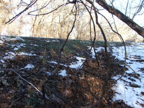 1990 Dodge Shadow - An overgrown embankment with scattered snow patches and bare tree branches dominates the scene.