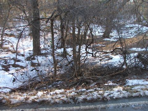 1990 Dodge Shadow - Winter scene in a wooded area with patches of snow on the ground.