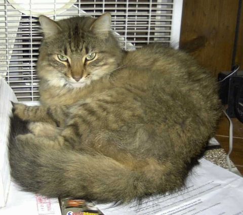 1997 Ford Taurus - A fluffy cat sits curled up in front of a white fan, with papers and a black object visible in the background.