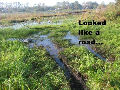 1989 Ford Bronco - An alligator is partially submerged in a swampy area, with text overlay indicating it resembled a road.