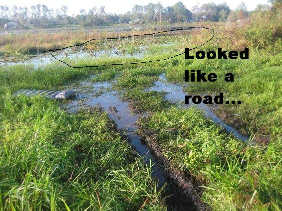 Alligator in swampy water, text says 'Looked like a road...'