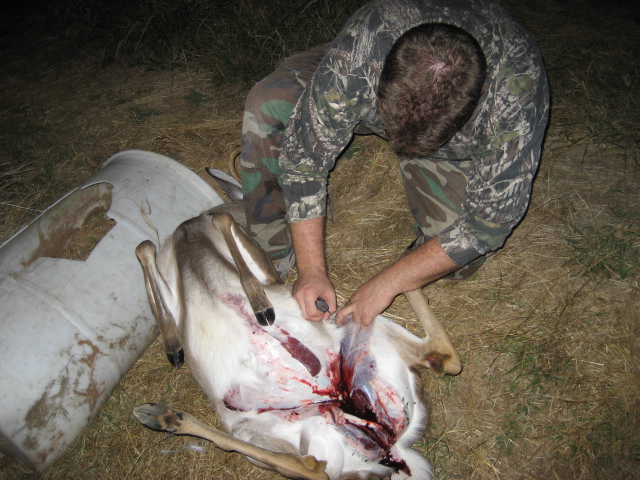 Deer carcass being field dressed next to a white barrel