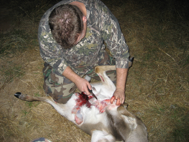 A person field dressing a deer outdoors.