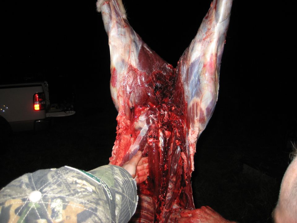 Butchered animal carcass held by a person in a camouflage hat, with a white pickup truck in the background at night.