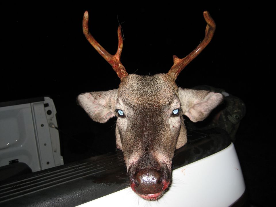 Deer head with striking blue eyes in the back of a pickup truck