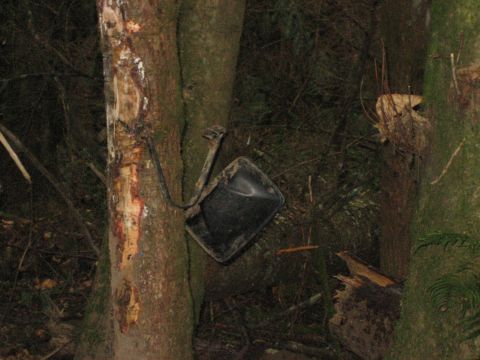 1990 Ford Bronco - A broken side mirror is hanging from a tree in a dark, wooded environment.