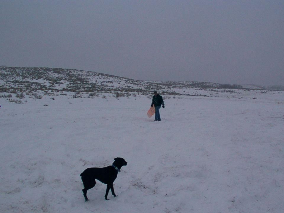 Dog in foreground, person with orange sled in background, walking across snowy field under overcast sky