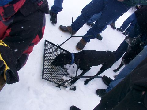 2003 Ford Ranger - A group of people watch as a black dog gets its head stuck in a metal grate in the snow.