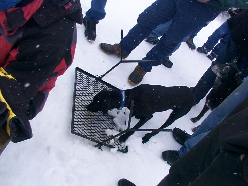 dogs in snow, one stuck in a metal frame, surrounded by people's legs