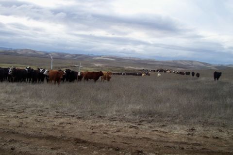 1994 Ford F-150 - A large herd of cattle is spread across a wide, open field with hills in the distance.