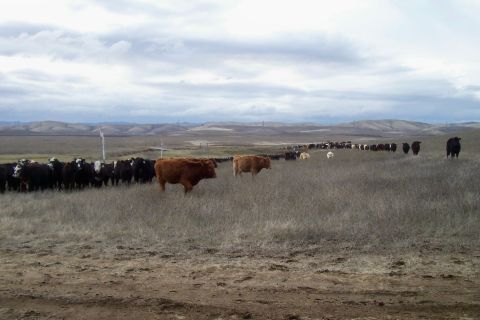 1994 Ford F-150 - Cattle are spread across a wide, open field with hills visible on the horizon.