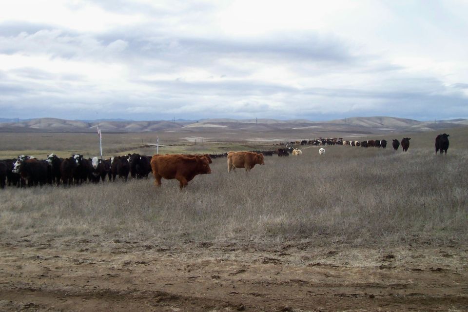 Herd of cattle grazing in a dry, grassy field with rolling hills in the background under a cloudy sky