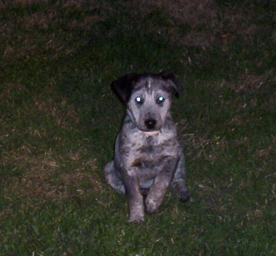 Gray and black puppy sitting on grass at night
