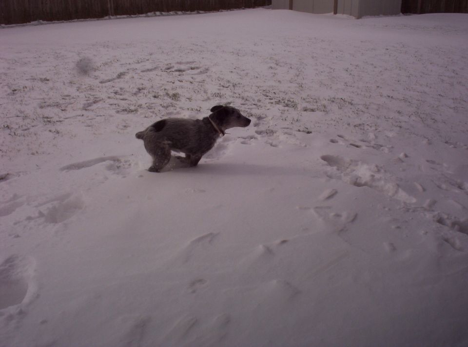 Small gray-and-white dog running across a snowy backyard