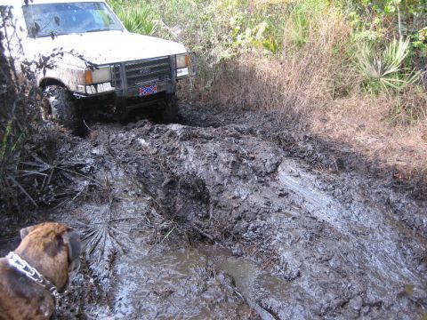 1989 Ford Bronco - White 1989 Ford Bronco deep in mud with a dog watching.
