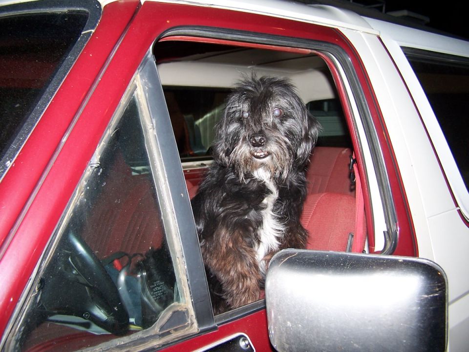 Shaggy black and white dog sitting in the window of a red and white truck
