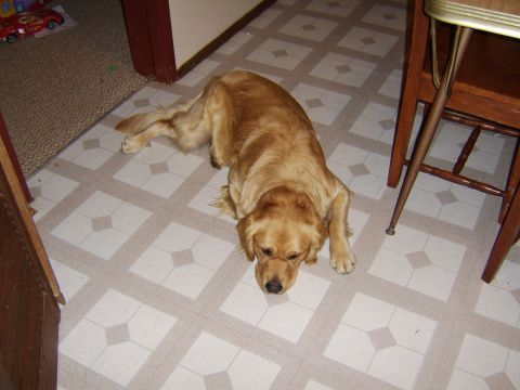 1989 Ford Bronco - A golden retriever dog rests on a patterned tile floor indoors.