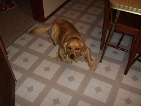 1989 Ford Bronco - A golden retriever dog rests on a tiled floor, with a portion of a wooden table and chairs visible.