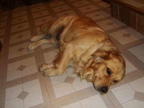 1989 Ford Bronco - A golden retriever rests on a patterned tile floor, with a "Supermotors.net" watermark visible in the lower right corner.