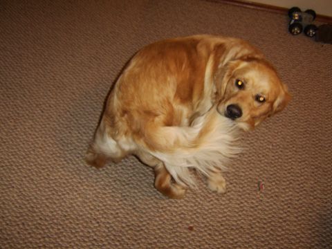 1989 Ford Bronco - A golden retriever dog rests on a carpeted floor, with a watermark for Supermotors.net visible.