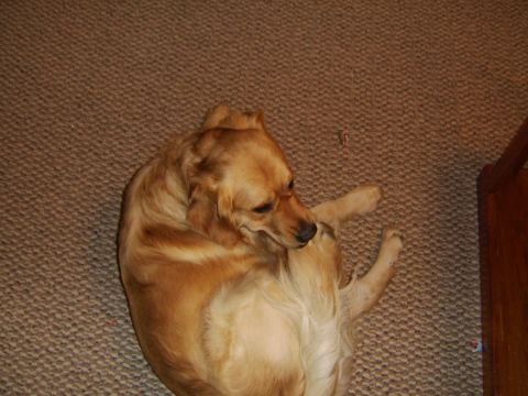 1989 Ford Bronco - A golden retriever dog is lying on a carpeted floor and appears to be scratching itself.