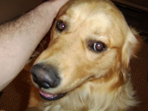 1989 Ford Bronco - A golden retriever dog is petted by a human hand.