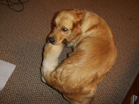 1989 Ford Bronco - A golden retriever dog is curled up on a carpet, appearing to bite its own tail.