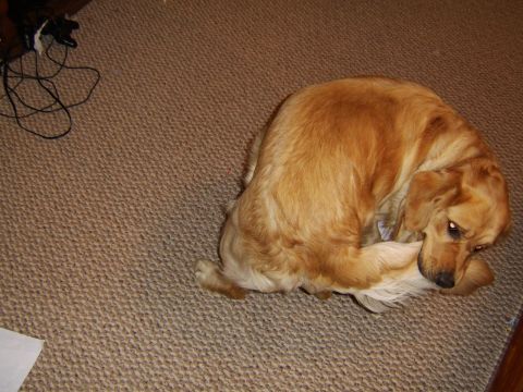 1989 Ford Bronco - Golden retriever dog resting on carpet. Supermotors.net logo is in the lower right corner.