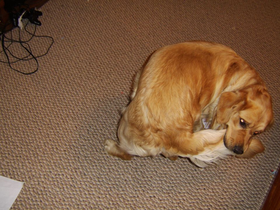 Golden retriever dog curled on carpet. Supermotors.net logo visible