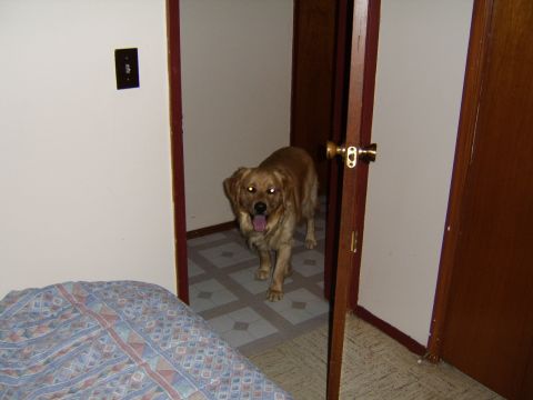 1989 Ford Bronco - A dog stands in a doorway, looking towards the camera with its tongue hanging out.