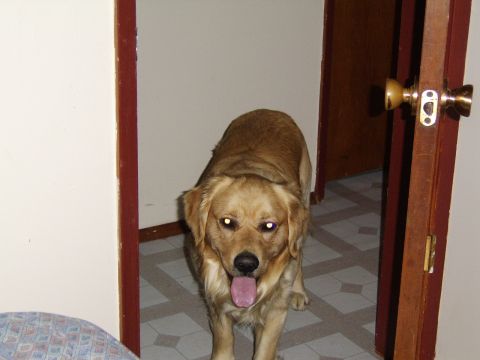 1989 Ford Bronco - A golden retriever dog stands in a doorway, looking at the camera with its tongue hanging out.