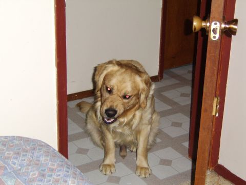 1989 Ford Bronco - A golden retriever dog with an intense stare and red-tinted eyes is captured sitting in a doorway, with a watermark for Supermotors.net vis…